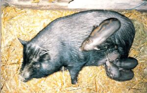 Baby-Schweinchen